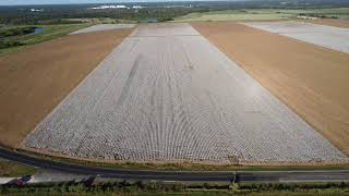 20240929  Cotton field ready for harvest [upl. by Lorrayne]