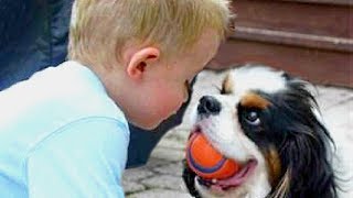 Baby and Cavalier King Charles Spaniel Compilation [upl. by Nodyarg]