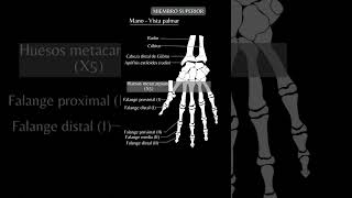 Huesos de la Mano y Muñeca  Anatomía del Miembro Superior esqueleto anatomía shorts [upl. by Wrand772]