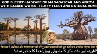 Baobabs The Lifeline for Africa and Madagascar  Massive Hydro Homies [upl. by Arhoz]