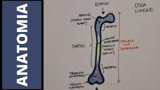 Tessuto osseo e cartilagineo [upl. by Haisoj]