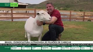 Brasil ovinocultura ultrapassa 20 milhões de cabeças [upl. by Pallaton]