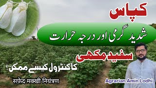 How To Control White Fly سفید مکھی In Cotton  Best Insecticide  सफ़ेद मक्खी नियंत्रण [upl. by Jacenta]