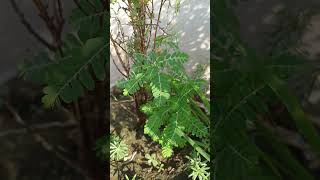 Phyllanthus niruri plant 🪴 grownaturally gardening plants [upl. by Harland]