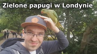 Zielone papugi w Londynie [upl. by Meilen]