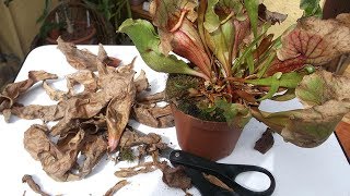 How to prune Sarracenia Carnivorous Plants [upl. by Eidnahs]