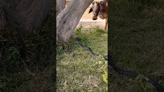 Cobra snake attacks on cows 🐄🐮 murliwalahausla shorts [upl. by Nnylarat]