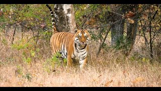 Into the Wild The Jungles of Satpura National Park Madhya Pradesh [upl. by Uyerta]