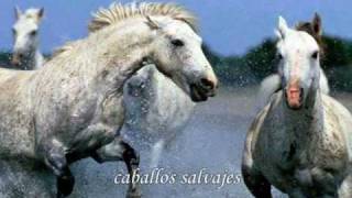 wild horses  Rolling Stones traducido [upl. by Savdeep]