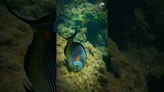 Meet the Vibrant Sohal Surgeonfish The Jewel of the Red Sea 🐟 [upl. by Archie]