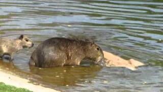 Wasserschweine haben Nachwuchs im Berliner ZooWMV [upl. by Aimehs]