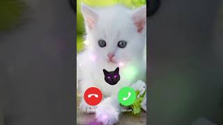 Possessed cat calling me 💀 cat ringtone funny bigcat youtubeshorts views [upl. by Peppi175]