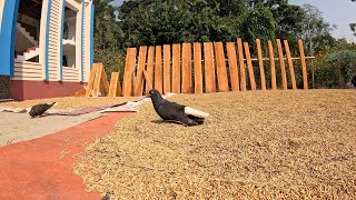 Pigeon Eating Unlimited Paddy from Our Yerd [upl. by Jane276]