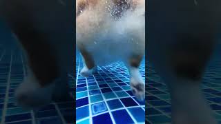 Let the dog play in the water and it keeps walking in the water Corgi dog dog swimming [upl. by Duwad995]