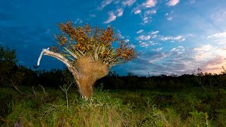 Cigar Orchid Cyrtopodium punctatum in South Florida [upl. by Ellenhoj]