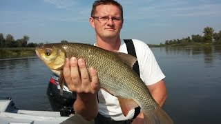 Wrześniowy spinning nad rzeką  odc27  woblery Bonito do połowu jazi i kleni  spinning nad rzeką [upl. by Ternan568]