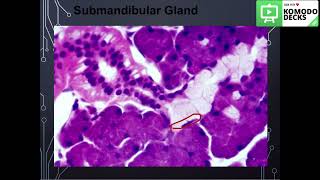 Salivary glandshistology practical part 2 [upl. by Bullion]