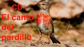 تغريد طائر التفاحي  canto del pardillo cd [upl. by Sorips]