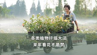 【海媽園藝課堂13】各類植物扦插大法，來年看花不是夢Plants Cutting Propagation MethodsRooting in the Soil [upl. by Sera]