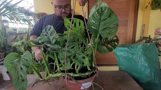 How to repot a Monstera adansonii [upl. by Rentsch]