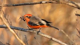 Vermilion flycatcher with cricket [upl. by Mure]