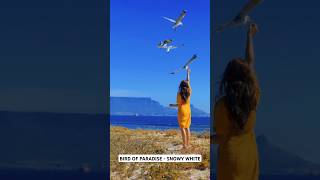 Snowy White  Bird Of Paradise video shorts snowywhite [upl. by Blakeley]