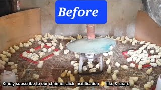 Day 3 Removing brooding paper video [upl. by Ardnekahs]