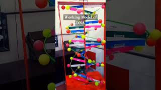 DNA WORKING MODEL  How to make DNA model DNA structure model  Rotating DNA Model [upl. by Sedda]