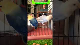 Violet Opnlin PF Love bird PaiR parrot lovebirds birdslover youtubeshorts trendingshorts pets [upl. by Idelson]