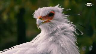 Sekretär im Tierpark Berlin  Secretary bird at Tierpark Berlin [upl. by Gram]