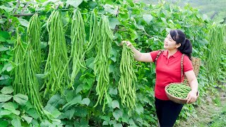 How to Harvest Green Bean goes To Market Sell  Harvesting and Cooking Tieu Vy Daily Life [upl. by Som]