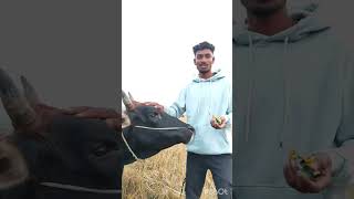 Dangra Lagit Joma 👌 Santali Vlog Video  Akash Vloggs [upl. by Thorbert38]