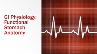 GI Physiology Functional Stomach Anatomy [upl. by Inalem]
