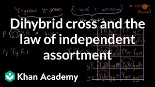 Dihybrid cross and the Law of Independent Assortment  High school biology  Khan Academy [upl. by Ettigirb77]