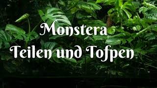 Monstera Monkey leaf teilen und Topfen [upl. by Nair]