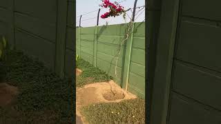 One year old precast concrete boundary wall has green colored wire fencing on top precast concrete [upl. by Meggi155]