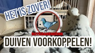 Duiven voorkoppelen  Postduiven [upl. by Maybelle]