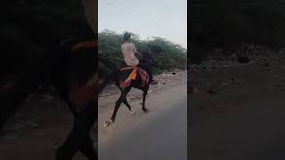 ghode ki reval chal ki aavaj suno listen horse foot beatsingle footing horse equestrian shorts 🏇 [upl. by Ahsikit]