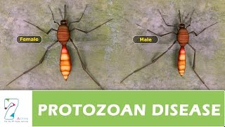 PROTOZOAN DISEASE PART 01 [upl. by Ahkeber]