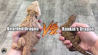 Rankins Dragons vs Bearded Dragons  Whats the Difference [upl. by Ruffina579]