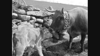 Les Vaches Aubrac en 1960 [upl. by Ahseel]