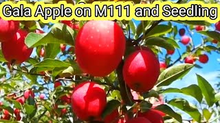 Gala Apple Variety on M9 M111 M7 Seedling  Kashmiri Apple [upl. by Marlena928]