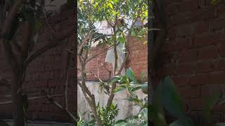 How Shape Up Your Mango Tree A StepbyStep Pruning guide diygardening  pruning tips shorts [upl. by Gustie]