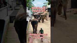 Pinnawala Elephant Orphanage පින්නවල අලි අනාථාගාරtravel srilanka ceylone nature [upl. by Atirehc]