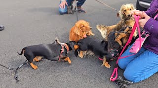 6 Sausage Dogs Gathered in One Spot [upl. by Sirovaj791]