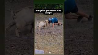 Soy de rancho agro nature mexico agrolife travel farming plantas shorts fyp animals sky [upl. by Nottage67]