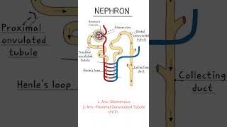 Nephron diagram and question Nephronclass10 KidneyHealth science [upl. by Spiers]