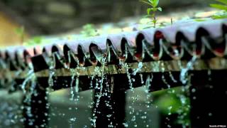 Sound of Raindrops on Rooftop  Thunderstorm Recording wbird chatter in background [upl. by Noseaj901]