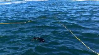 Great white shark against sick baby seal killing for a living shark attack [upl. by Kassity]