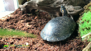 Spotted Turtle Breeding Program [upl. by Nannarb]